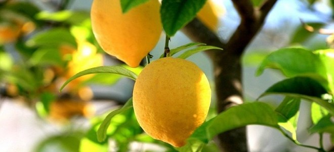 Limon Üreticileri Teşvik Priminin Açıklanmasını Bekliyor