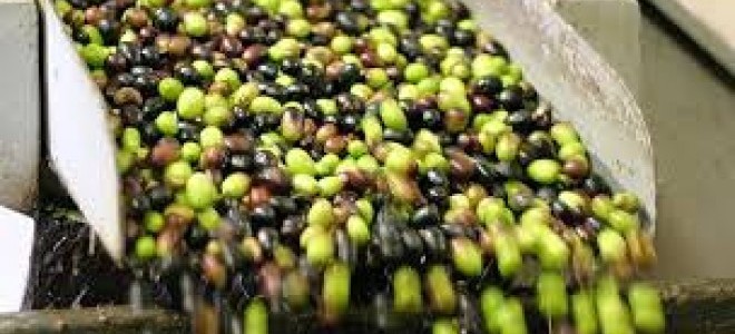 Marmarabirlik, 50 bin ton zeytin alım hedefine yaklaşıyor