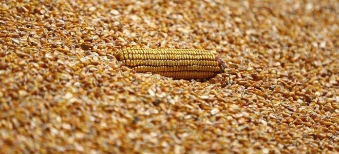 Mısır ithalatında ek tarife kontenjanı açıldı