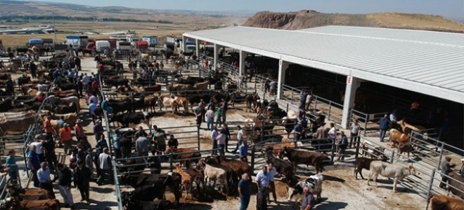 Muğla'da şap alarmı: 11 mahalle 30 günlük karantinaya alındı