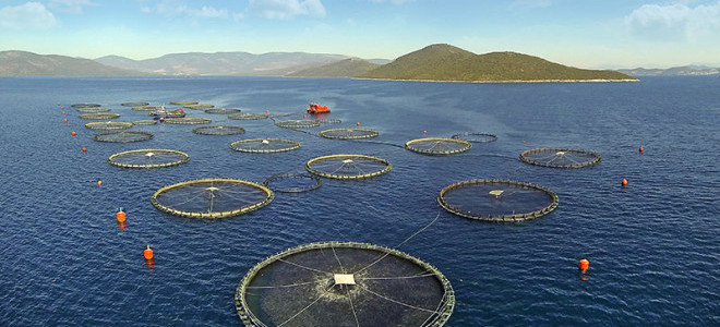 Muğla'dan 80'den fazla ülkeye balık ihracatı