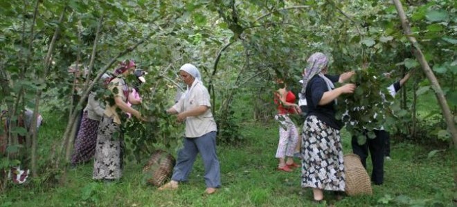 Ordu'da fındık işçilerine verilecek günlük ücretler açıklandı