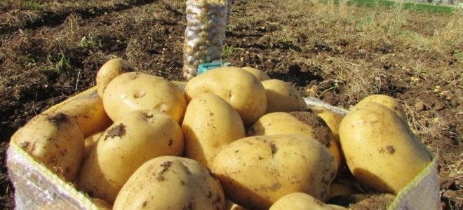 Patates seferberliği başladı: Kamu kurumlarından tüketimin artırılması istendi