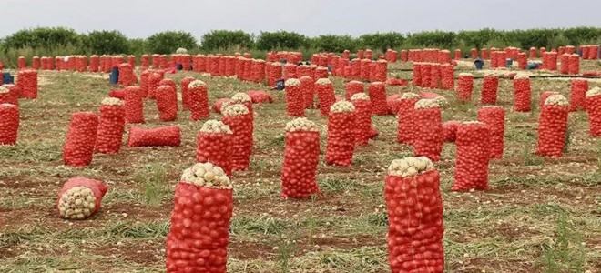 Patates ve soğanın ambalajlama standardında değişikliğe gidildi