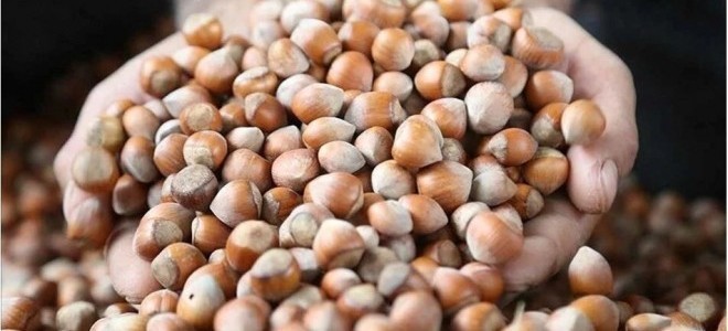 Rekabet Kurumu Başkanı Küle'den fındık alım sezonu öncesi uyarı