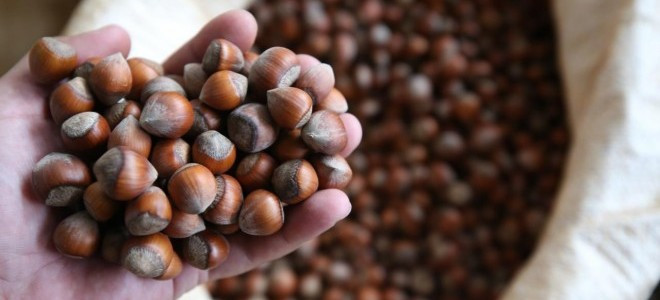 Rekabet Kurumu’ndan Ferrero'nun fındık alımını durdurmasına tepki