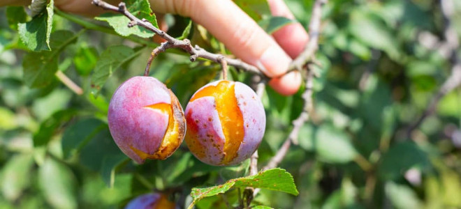 Resmi Gazete'de yayımlandı: Tarım sigortalarında yeni dönem