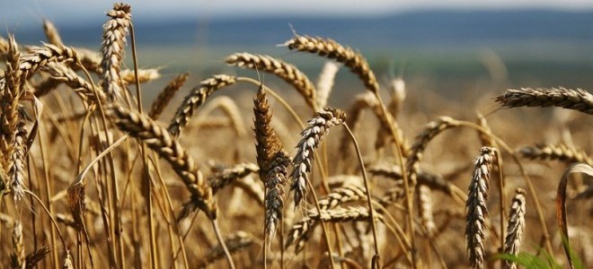 Rusya’dan belirli lisanslar altında tahıl ürünleri ihracatı sürecek