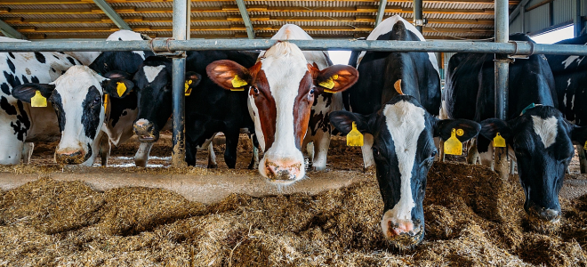 Şanlıurfa'ya 2 milyar liralık hayvancılık yatırımı