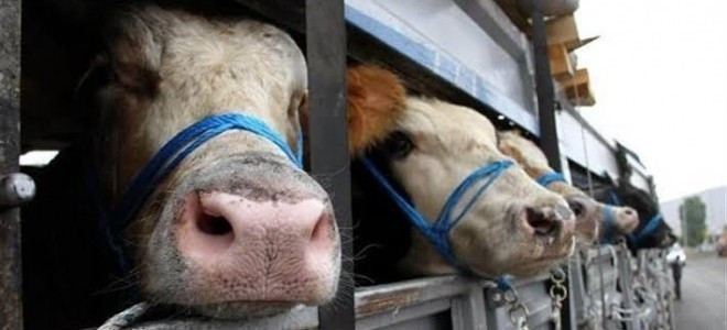 Şap hastalığı dolayısıyla 6 ilde kapatılan hayvan pazarları açıldı