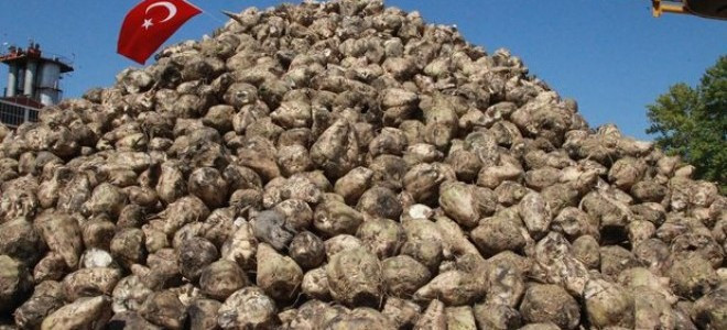 Şeker pancarı alım fiyatı belli oldu