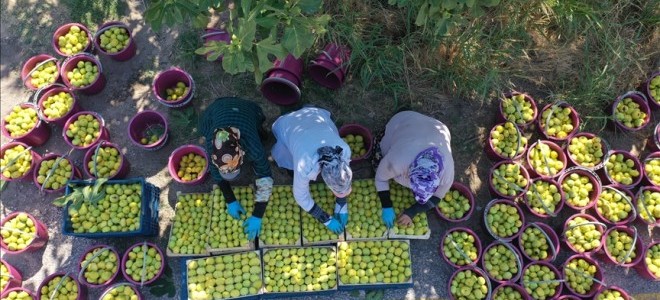 Sıcak hava kuru incirde hasadı öne çekti