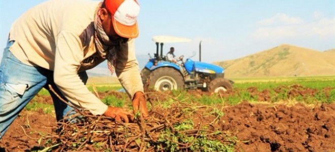 Şırnak'ta 51 Genç Çiftçiye 37'şer Küçükbaş Dağıtıldı