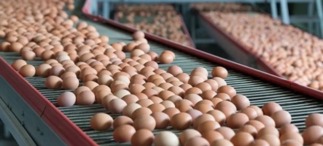Sofralık yumurta ihracatı muafiyetleri yeniden belirlendi