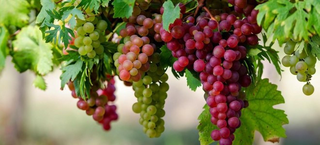 Tariş Başkanı Şen'den üzüm üreticilerine analiz uyarısı