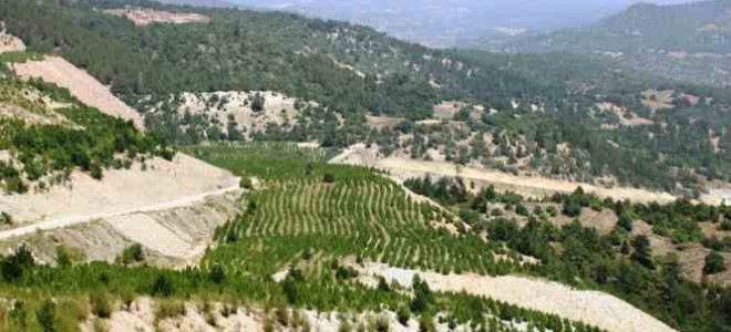 Tavşanlı'da maden sahaları meyve bahçelerine dönüşüyor