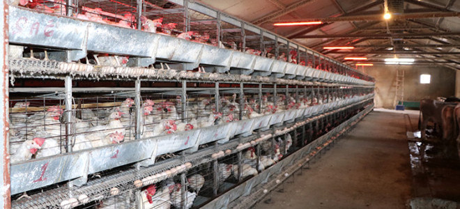 Tavuk eti üretimi kasımda yıllık bazda yüzde 7,9 arttı