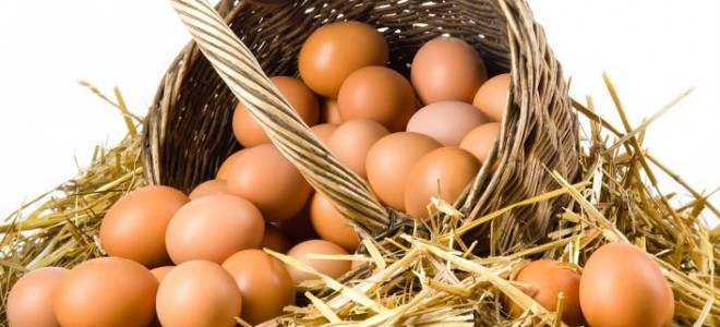 Tavuk Yumurtası Üretimi Arttı