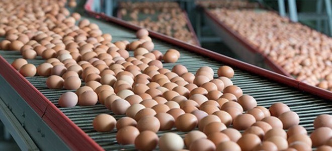 Tayvan'a ihraç edilen yumurtalara ilişkin inceleme başlatıldı