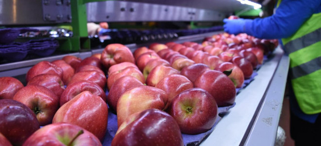 TKDK desteğiyle kurulan tesiste yıllık 100 ton elma kurusu hedefi