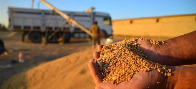 TMO'dan spekülatif fiyatlara karşı yeni hamle: İlave yem stokları satışa sunuldu