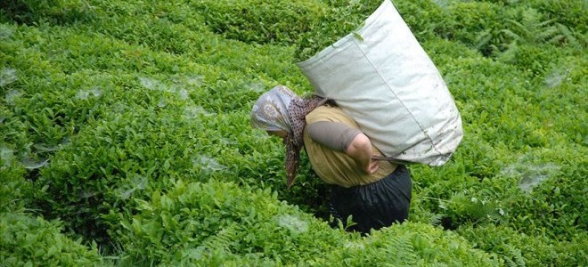 Türk çayının en fazla ihraç edildiği ülkeler belli oldu