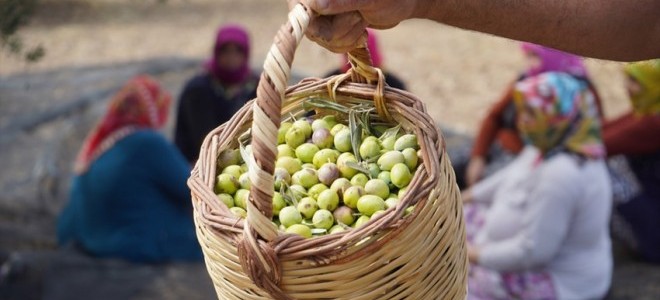 Türkiye'de bu yıl zeytin ve zeytinyağı üretiminde rekor bekleniyor