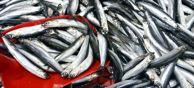 Türkiye'nin hamsi ihracatı 16 milyon doları aştı