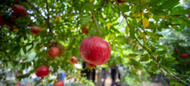 Türkiye'nin nar ihracatı 162 milyon doları aştı