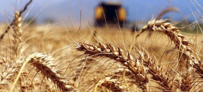 TÜİK açıkladı: Türkiye'nin tarım üretimi, talebi ne kadar karşılıyor?