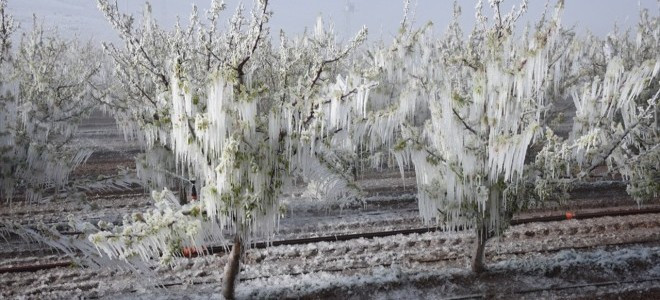 Türkiye yeni yıla zirai don riskiyle giriyor