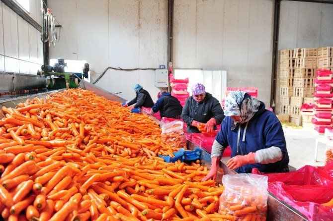 TZOB açıkladı: Havuçta üretici-market makası %420 oldu