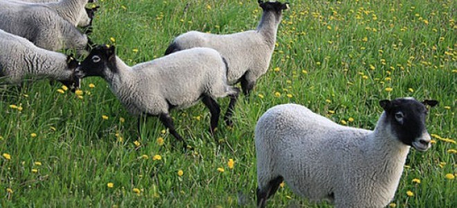Ukrayna'dan getirdiği koyunlarla ticarete atıldı, yıllık cirosu 1.5 milyona ulaştı