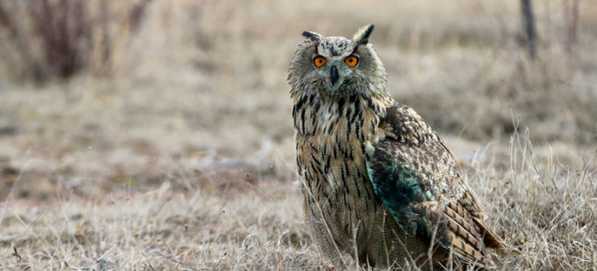 Yaban hayatına nefes operasyonu: 11 bin yaban hayvanı doğaya salındı