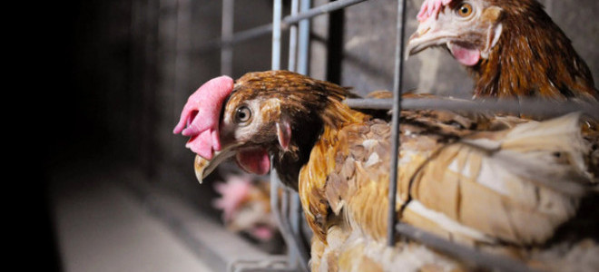 Yumurtacı tavukların kafes standartlarında değişikliğe gidildi