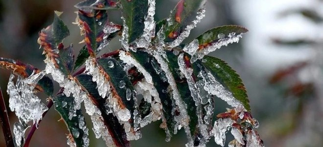 Zirai dondan etkilenen üreticilere 6,5 milyar liralık yeni ödeme yapılacak