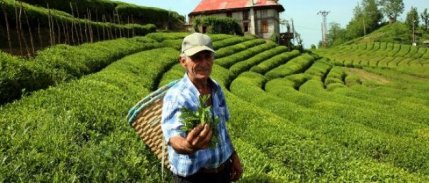 830 Kilo Üretilen Beyaz Çay, Kilosu 4 Bin Liradan Satışa Çıktı