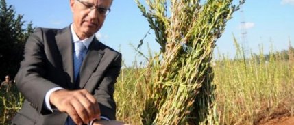 Akdeniz Üniversitesi'nde milli susam yetiştirildi