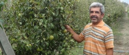 Andırın'da armut bereketi