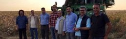 Bismil'de 'beyaz altın' hasadı başladı