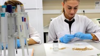 Çeltiğin DNA parmak izi çıkarıldı