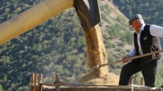 Çeltik üreticisi yabani otlardan şikayetçi  