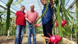 Çukurova'da pitaya üretimi başladı