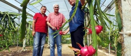 Çukurova'da pitaya üretimi başladı