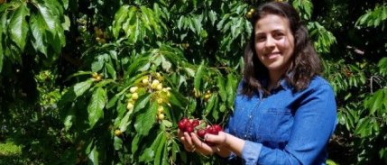 Darboğaz'ın Kiraz Geliri 15 Milyon TL