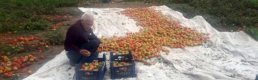 Datça domatesi üreticiyi güldürdü