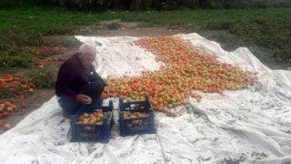 Datça domatesi üreticiyi güldürdü
