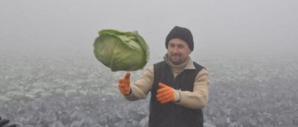Dondurucu soğukta lahana hasadı 
