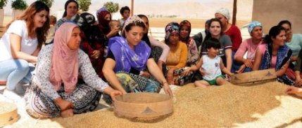 Dünyanın En Eski Buğdaylarından 'sorgül'de 20 Tonluk Rekolte