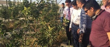 Emirgazi'den Ukrayna'ya Japon armudu ihracatı